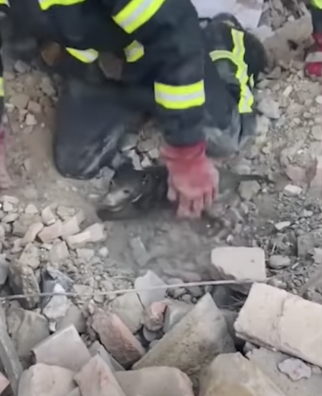 Officers digging up puppy