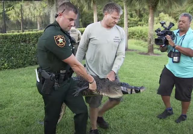 Officials capturing alligator