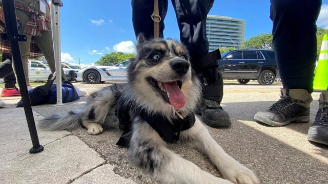 Oreo Search and Rescue Dog