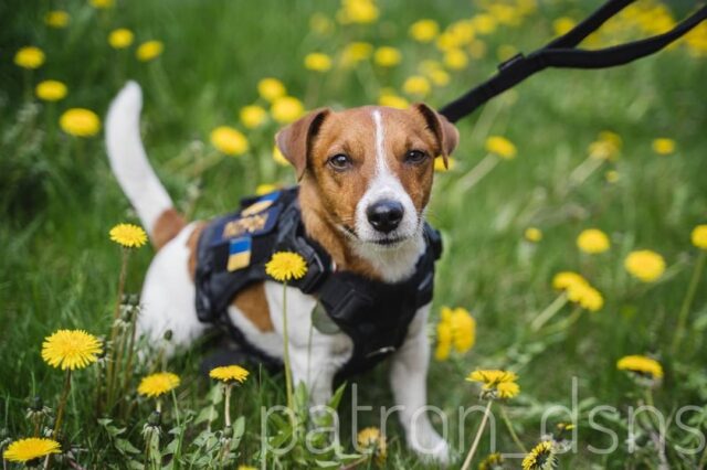 Patron bomb-sniffing dog