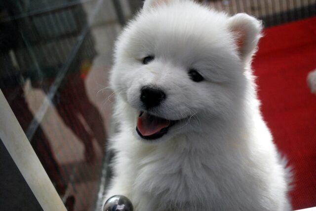 Pet store puppy