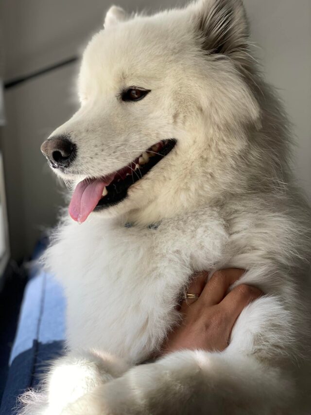 Petting Samoyed