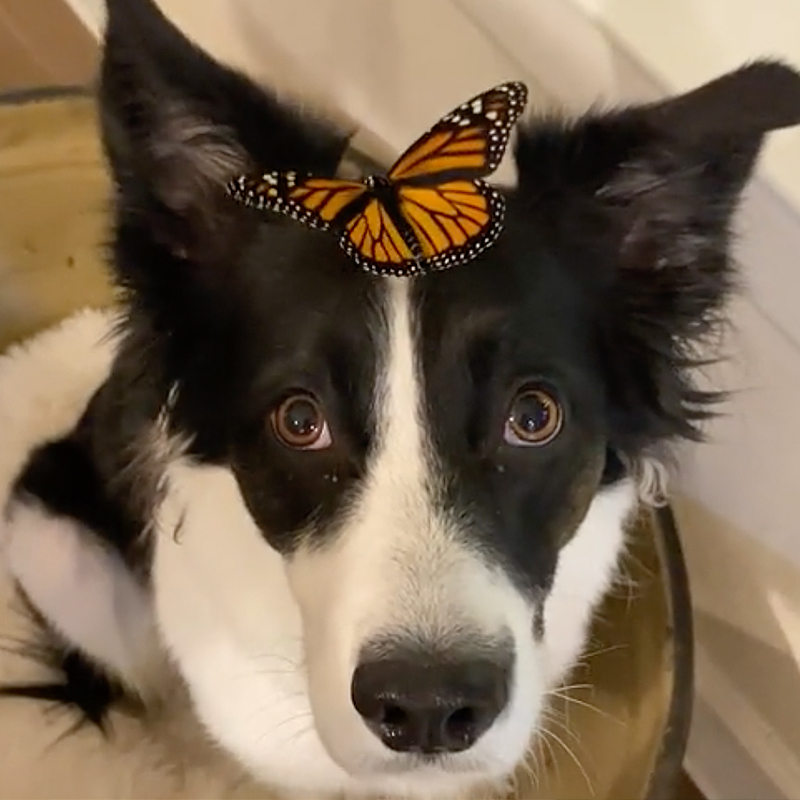 Phoebe with a Monarch Butterfly on her head via TikTok