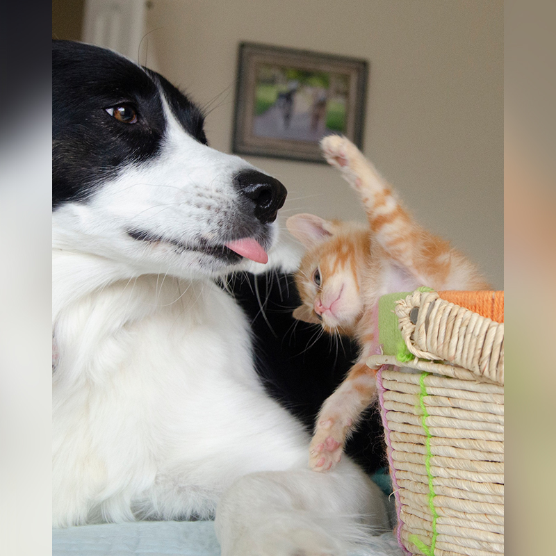 Biscuit jumps at Phoebe the nanny Border Collie