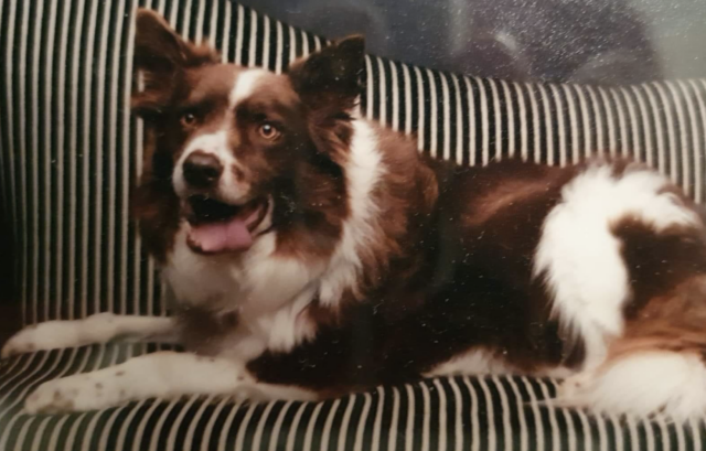 Photo of Border Collie on couch