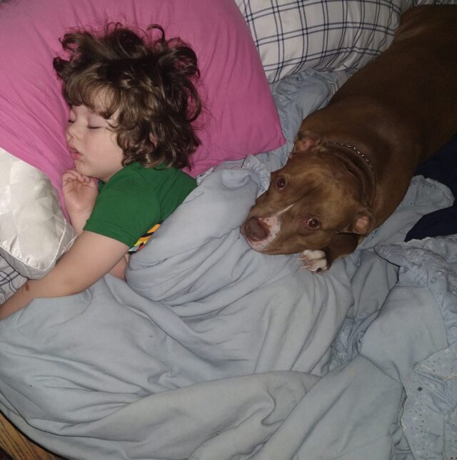 Pit Bull cuddling with boy