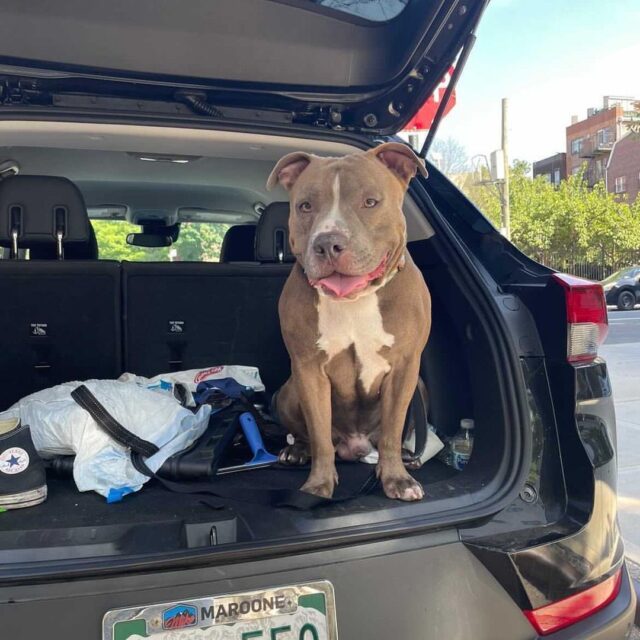 Pit Bull Stolen From Hotel