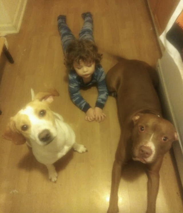 Pit Bull and friends on floor