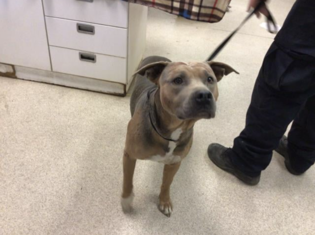 Pit Bull at shelter