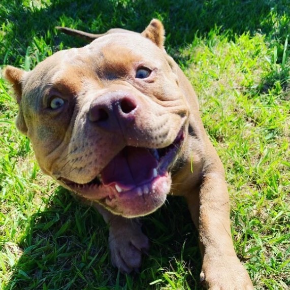 Pit Bull dies on flight