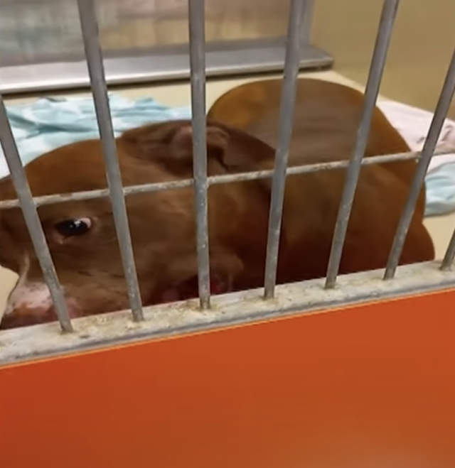 Pit Bull injured at shelter