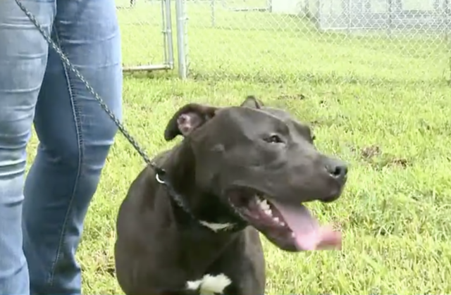 Pit Bull left at shelter