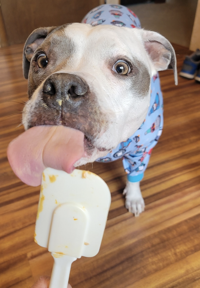 Pit Bull licking spatula