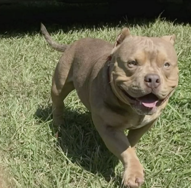 Pit Bull playing outside