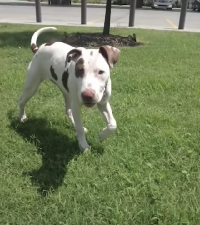 Pit Bull playing outside