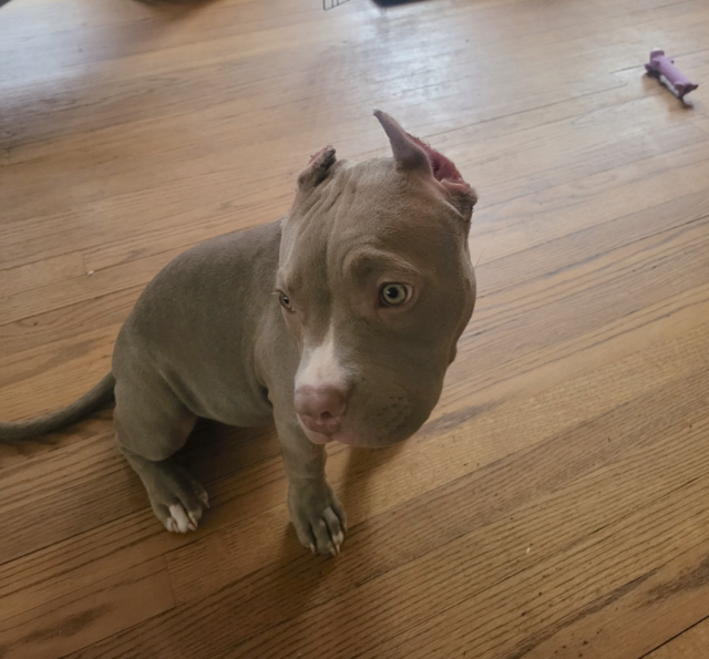 Pit Bull puppy with badly cropped ears