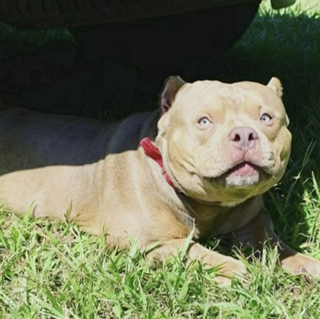 Pit Bull resting in the sun