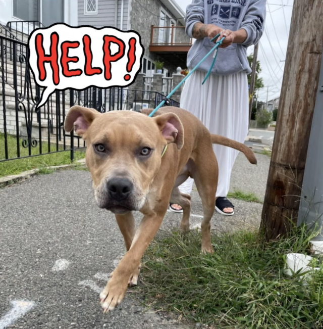 Pit Bull saved from beach