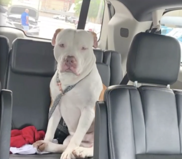 Pit Bull sitting in car