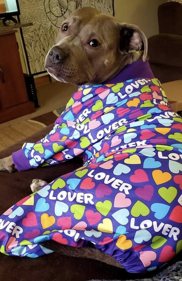 Pit Bull wearing heart pjamas