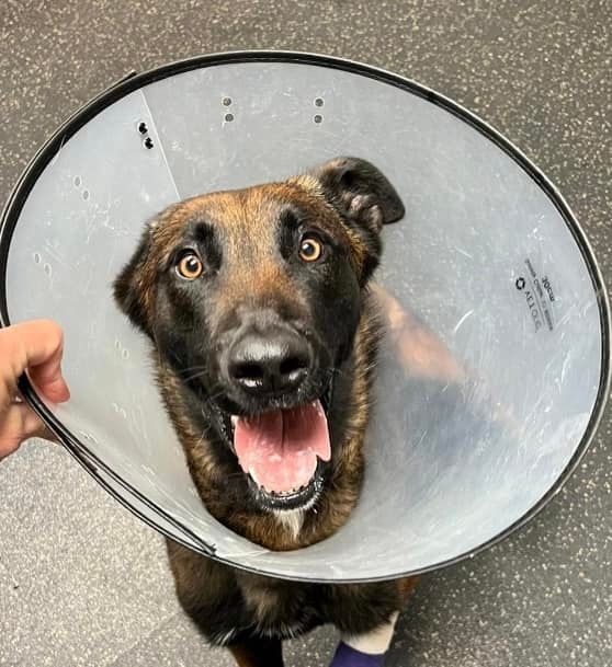 Police K9 Recovering