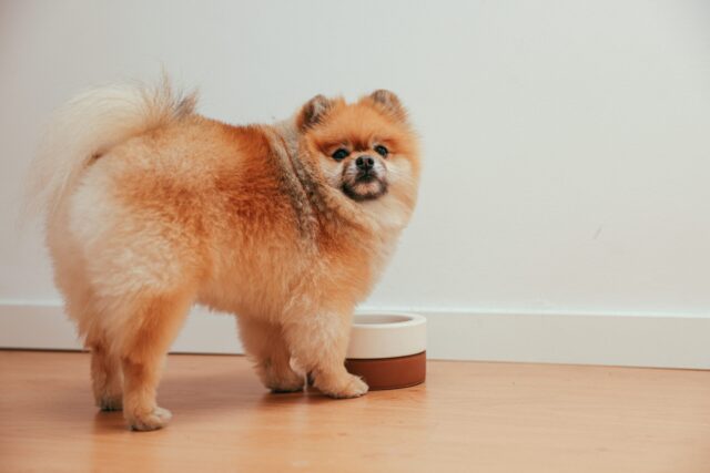 Pomeranian eating food