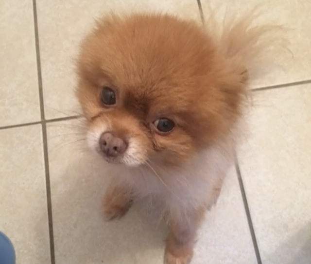 Pomeranian stolen in Brooklyn