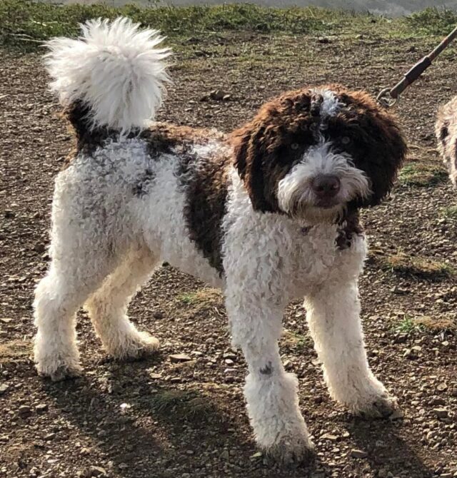 Poodle mix missing