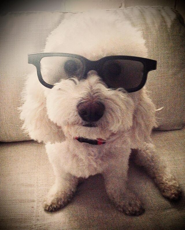 Poodle wearing sunglasses