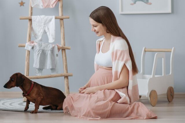 Pregnant woman and Dachshund