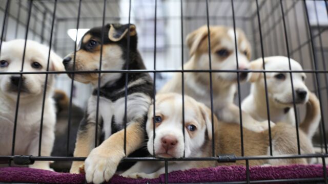 Puppies killed in Australia