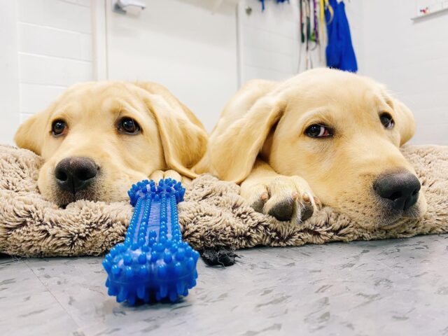 Puppies relaxing by toy