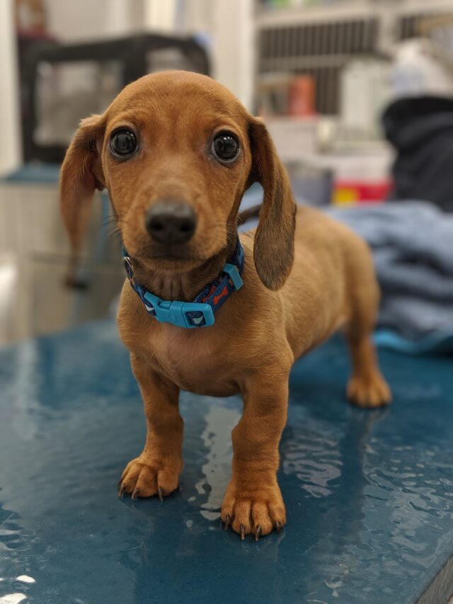 Puppy at vet