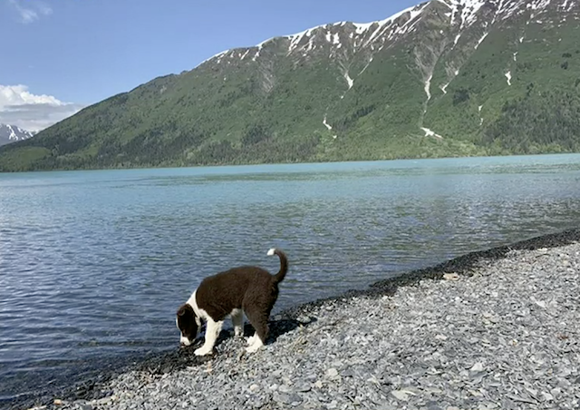 Puppy hiking near mountains