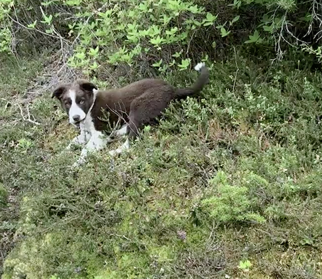 Puppy hiking outside