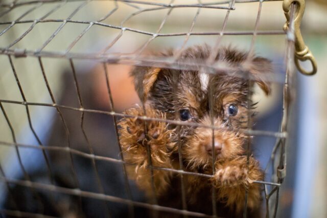 Puppy in cage