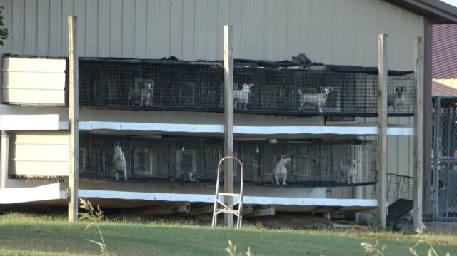 Puppy mill dogs in cages