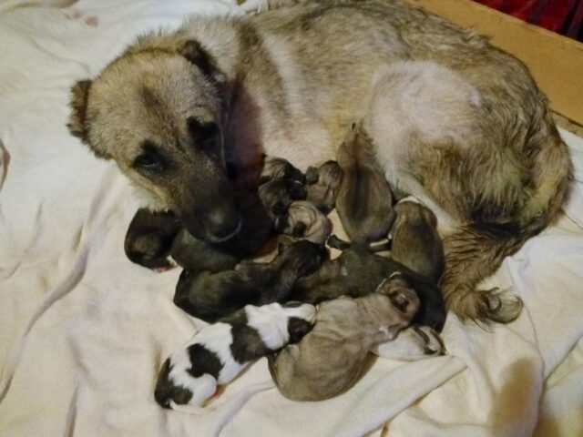 Puppy mill dogs rescued