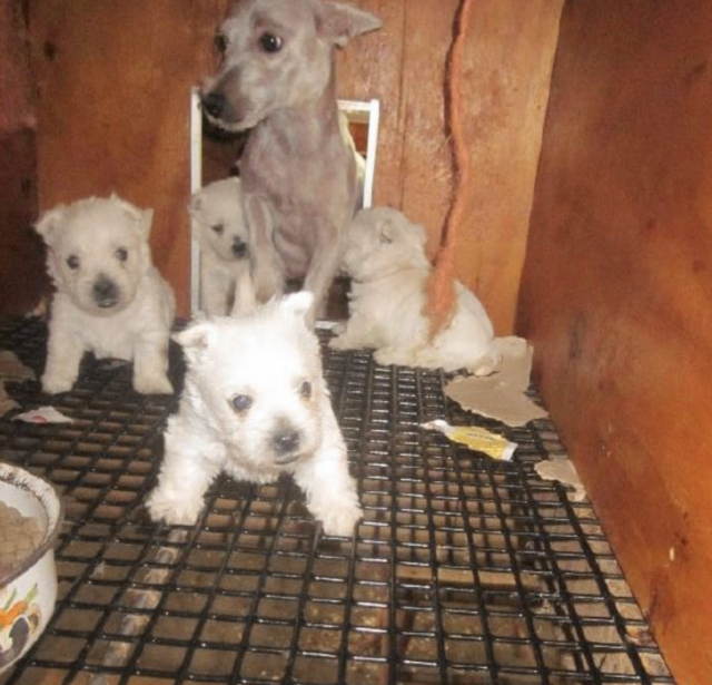 Puppy mill litter