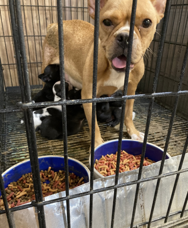 Puppy mill mom nursing puppies