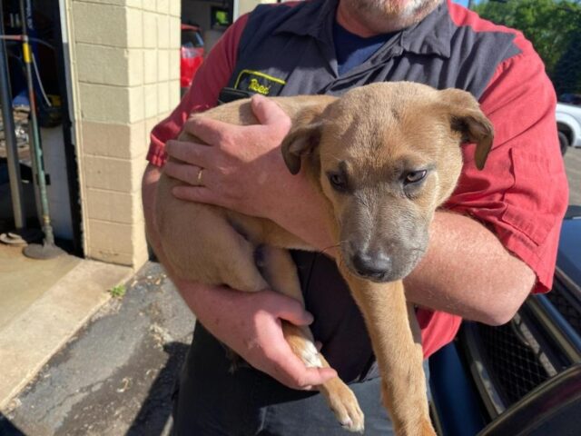 Puppy pulled out of dumpster