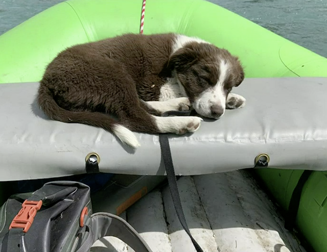 Puppy relaxing on boat