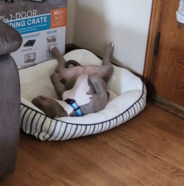 Puppy sleeping in bed