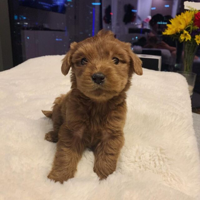 Puppy with brown coat