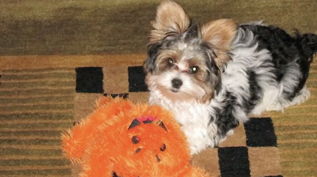 Puppy with squeaky toy