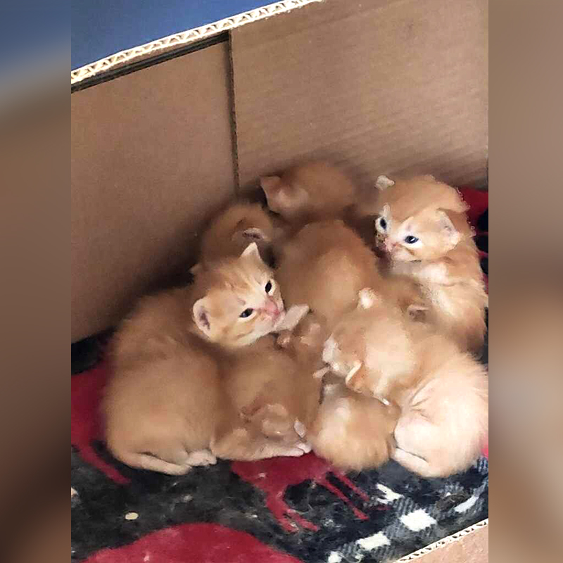 Ginger mother cat and eight ginger kittens, female ginger tabby, Crystal Lake, Illinois, Deb and Diane from Purrfect Cat Rescue, Inc., Mother's Day 2024, Five year anniversary, 3