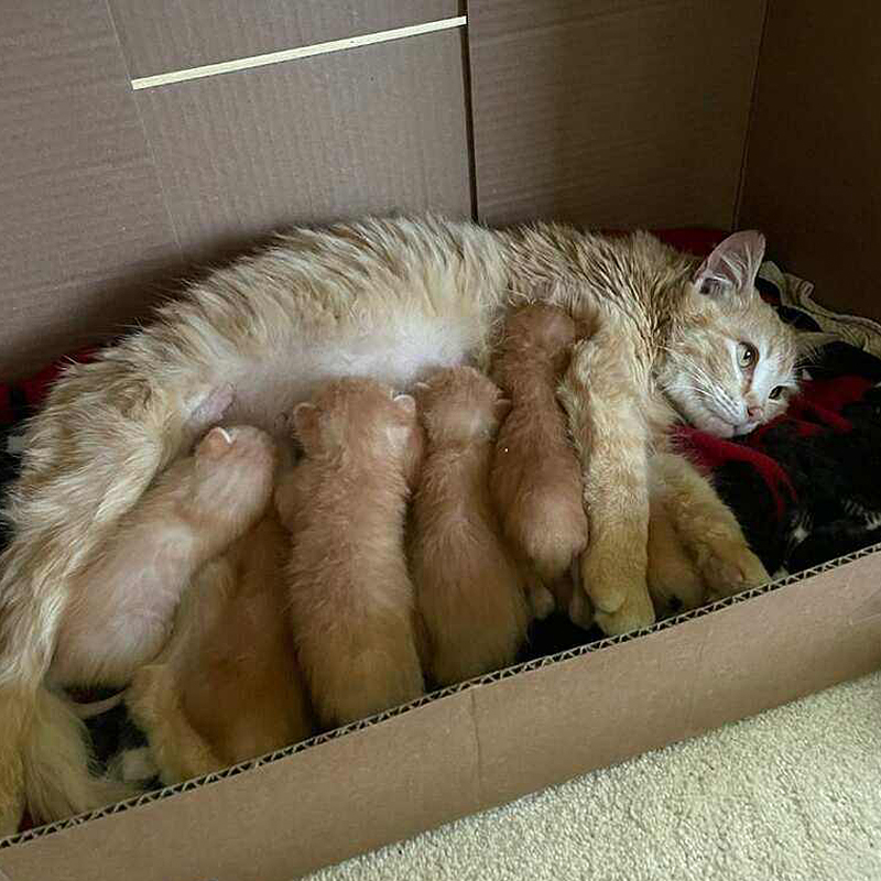 Ginger mother cat and eight ginger kittens, female ginger tabby, Crystal Lake, Illinois, Deb and Diane from Purrfect Cat Rescue, Inc., Mother's Day 2024, Five year anniversary, ,2