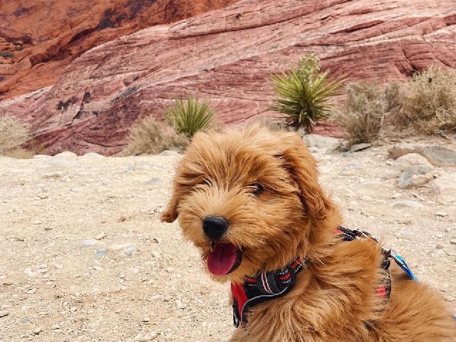 Redrocks