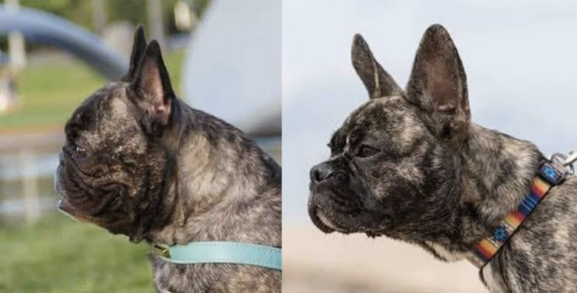 Reengineering French Bulldogs