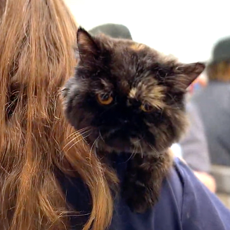 Rocky Kanaka, a Persian Tortoiseshell mix cat with badly matted fur needs shaving, Animal Friends of the Valley in Wildomar, CA, long-haired cat, daily grooming, rescued cat, Lorna Paxton Ladd, 3